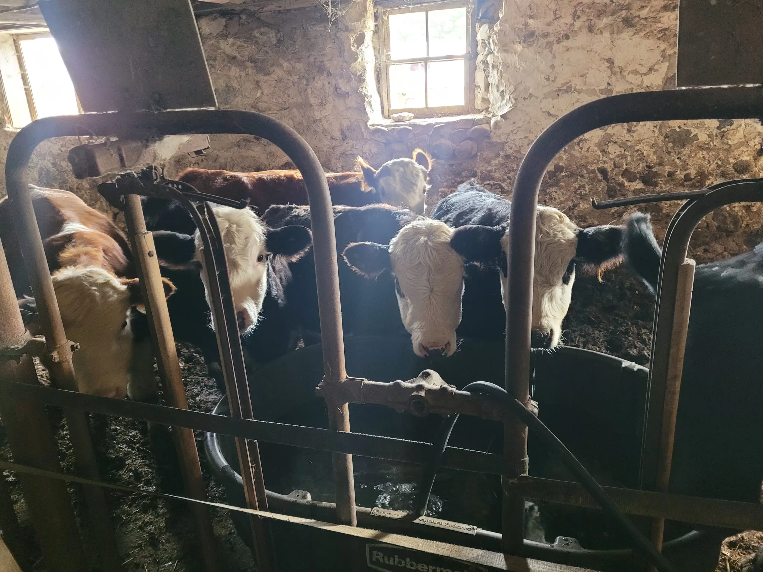 Cows in ther barn