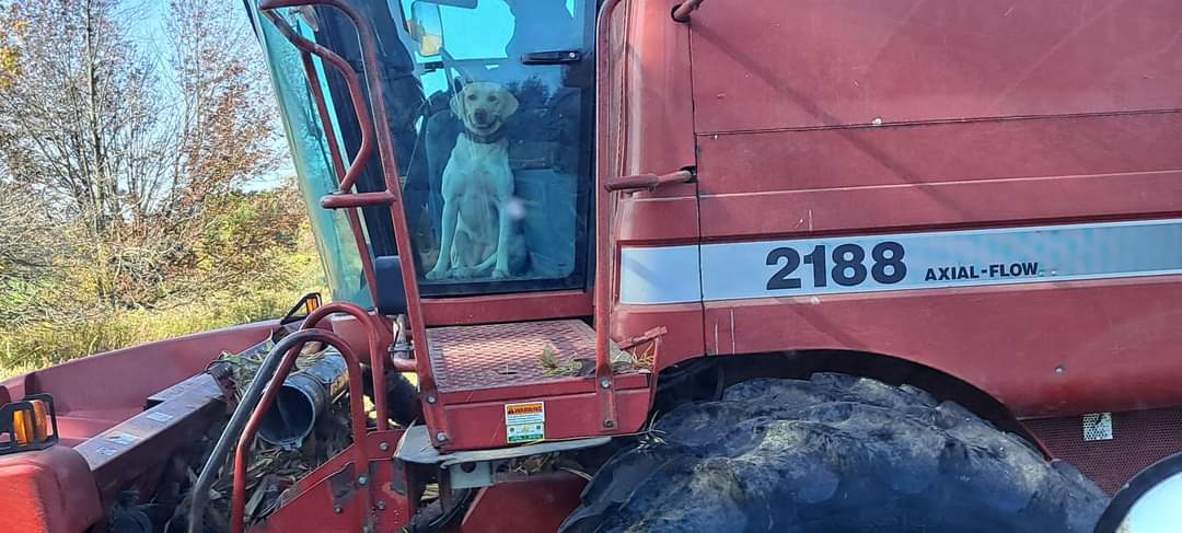 Zinny the lab