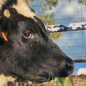 Quarter Beef – 100% Grass Fed with Organic Hay (Deposit)